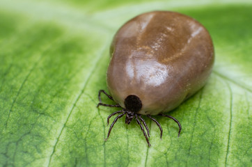 Filled with blood the tick sits on a green leaf © andrei310