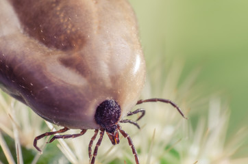 Filled with blood the tick sits on a cactus