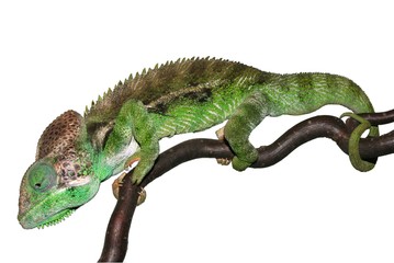 Chamäleon als Haustier
