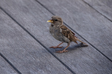 Parent female sparrow bird with dried bread food around beak