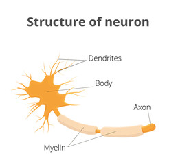 Neuron vector illustration. Structure of nervous cell
