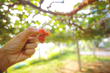 Hands holding a strawberry with beautiful background