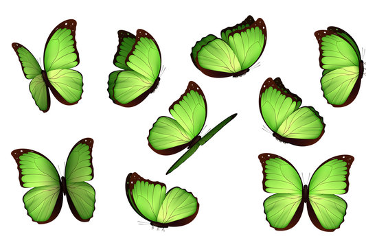 Set colorful isolated butterflies. View Insects Lepidoptera Morpho amathonte Vector illustration.