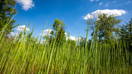 green grass in forest