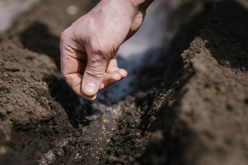 An elderly man planting seeds in the garden