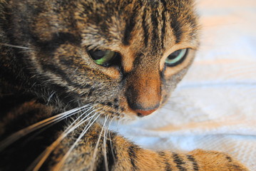 Fototapete bei efototapeten.de bestellen   