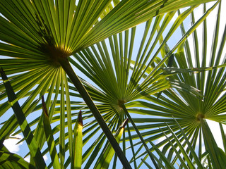 Fototapeta premium Palmenblätter