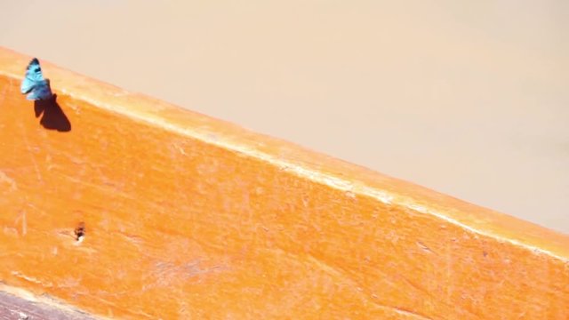 Butterfly FullHD 60fps