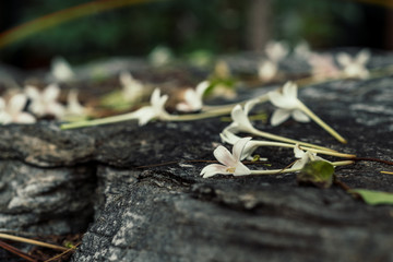 Indian cork flowers on the stone texture.