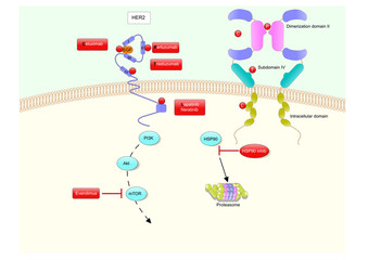 Naklejka premium The HER2 structure and main inhibitors drugs (chemotherapy)
