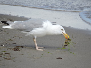 Möwe