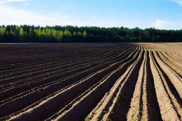 Fototapeta na wymiar Agriculture field landscape