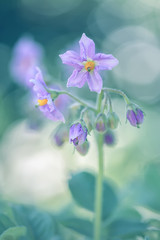 Fototapeta na wymiar Flowering potatoes in the garden . Flowers of potatoes. Closeup