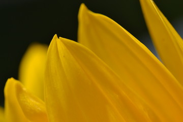 Sonnenblumenblüte