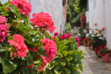 Naklejka premium Red flowers in pots on the street