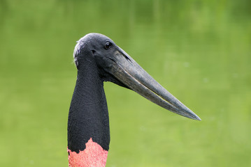 Stork
