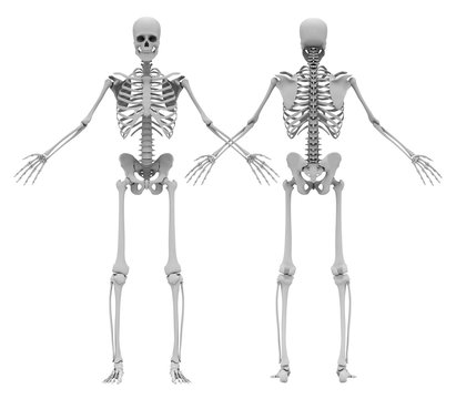 Human's (male) skeleton. Front and back view. Image isolated on a white background. 3D illustration