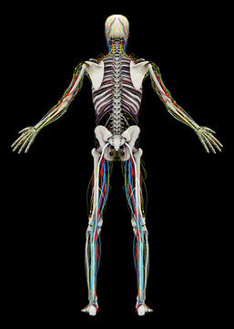 Human's (male) skeleton and circulatory, lymphatic, nervous systems. Back view. Image isolated on a black background. 3D illustration