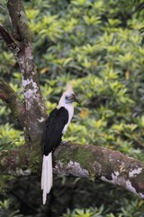 Male White-crowned Hornbill (Aceros comatus) in Borneo, Malaysia - シロクロサイチョウ