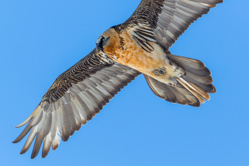 portrait of flying adult bearded vulture (Gypaetus barbatus) with blue sky