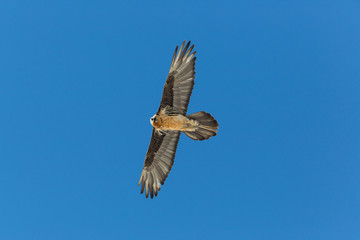 Flying adult bearded vulture (Gypaetus barbatus) with blue sky