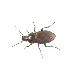 Brown beetle on a white background