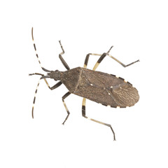 Brown shield bug on a white background