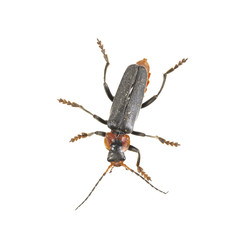 Soldier beetle on a white background