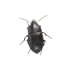 Black beetle on a white background