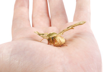 Lime hawk-moth (Mimas tiliae) on a hand