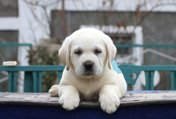 the little labrador puppy on a blue background