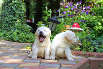 two yellow happy labrador puppies in garden