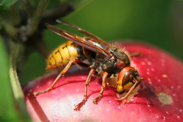 Hornisse frisst Apfel