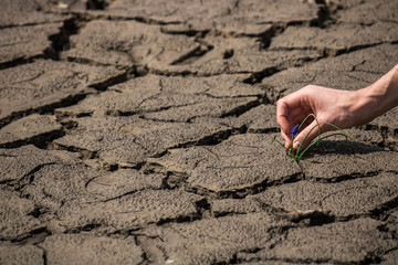 Human hand holding blooming plant in cracked soil. Agricultural problems due to climate change concept.