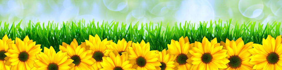 Yellow flowers and a beautiful background - 155462322