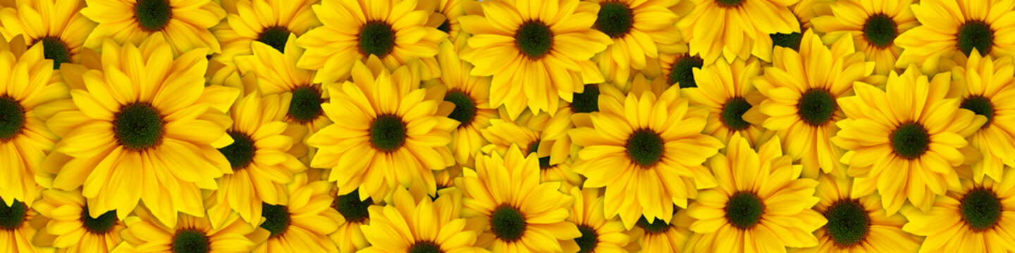 Fototapeta Yellow flowers