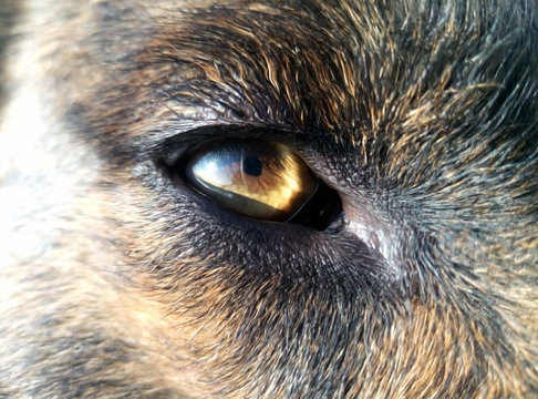 The eye of an animal. A dog in the big plan. The coat is dark brown. Amber reflection.