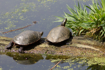 Obraz premium Two turtles in a pond