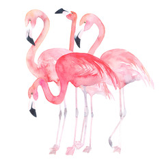 Naklejka premium Akwarele flamingi