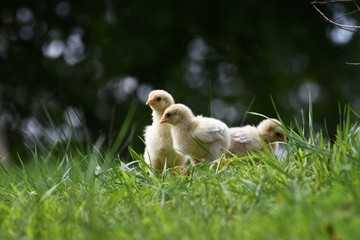 Gruppe Küken im Gras