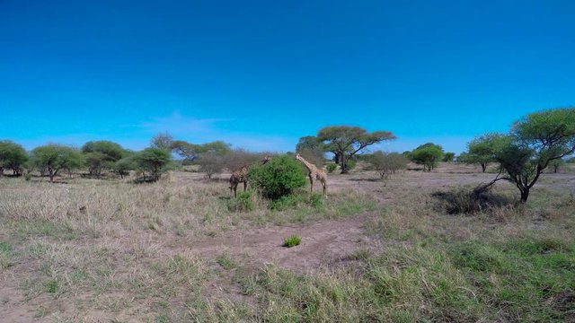 Африканские жирафы. Танзания. Путешествие по африканской саванне.