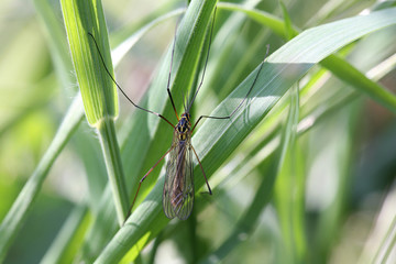 close up mosquito