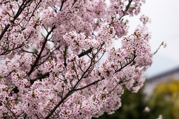 満開の桜の木の枝