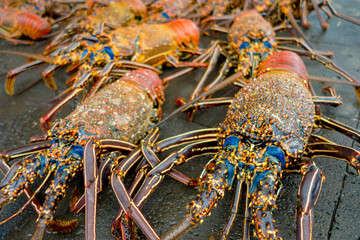 Fresh lobsters of santa cruz in market seafood photographed in fish market, galapagos