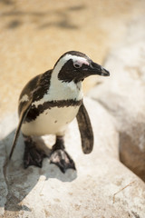 Naklejka premium A single penguin looking for partner.