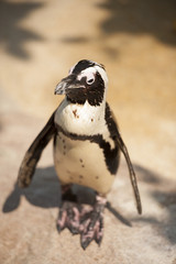 A single penguin looking for partner.