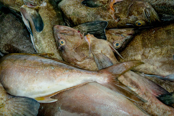 Fresh gray fish at the fish market