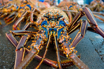 Close up of fresh lobsters of santa cruz in market seafood photographed in fish market, galapagos
