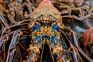 Close up of fresh lobsters of santa cruz in market seafood photographed in fish market, galapagos