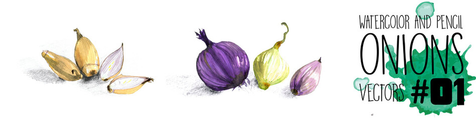 Onions - 2 high resolution watercolour vectors; shallots and peeled onions - 155467161